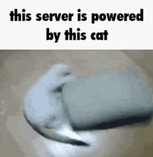 Server Cat GIF - Server Cat GIFs