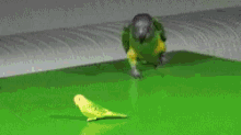 Bird The Fuck Is This Shit GIF - Bird The Fuck Is This Shit Wth GIFs