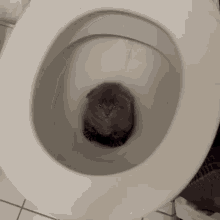 Cat Toilet GIF - Cat Toilet GIFs