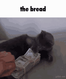 The Bread Cat GIF