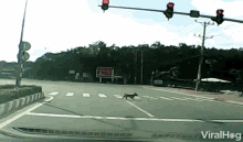 dog crossing the road crosswalk animal tricks get to the other side viralhog