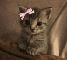 a kitten with a pink bow on its head is sitting on a blanket .