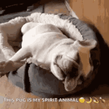 pug sleeping dog yom kippur