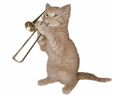 gato trompeta gato trompeta