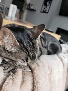 Gato Dormido GIF - Gato Dormido GIFs