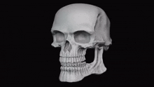 a 3d model of a skull with no teeth on a black background