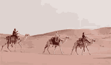 long journey coming home on my way to you desert camel