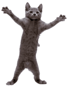 Funny Dancing Cat Man by Hisotyr on DeviantArt