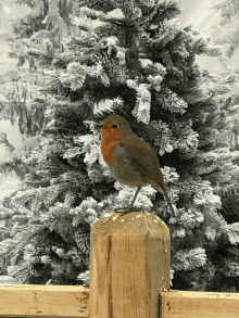 Happy Christmas From My House To All My Friends And Family Near And Far GIF - Happy Christmas From My House To All My Friends And Family Near And Far GIFs