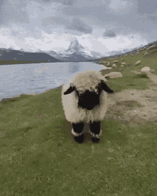 GIF
