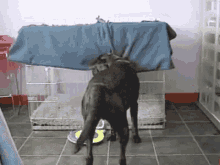 Noapte Buna GIF - Good Dog Good Night Dog Dog Tucking Himself In GIFs