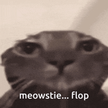 Meowstie Flop GIF - Meowstie Flop Cat GIFs