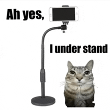 a cat sitting next to a phone holder that says ah yes , i under stand .