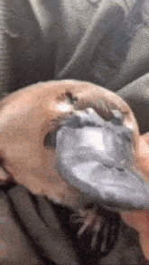 a person is holding a duck with its beak out