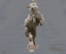 Elise Elsiiee GIF - Elise Elsiiee Sheep GIFs