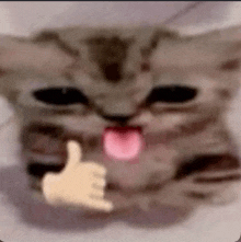 a cat is sticking its tongue out and giving a thumbs up sign .