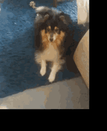 Pets Dogs GIF - Pets Dogs GIFs