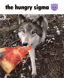 a wolf is eating a slice of pizza with the words the hungry sigma above it