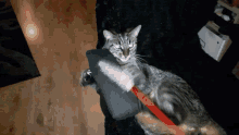 Cat Loki GIF - Cat Loki Kick Chair GIFs