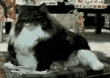 Fat Cat GIF - Fat Cat Fat Cat GIFs