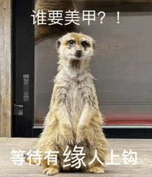 a meerkat sitting in front of a glass door with chinese writing on it