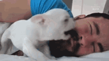 Playful The Pet Collective GIF - Playful The Pet Collective Cute GIFs