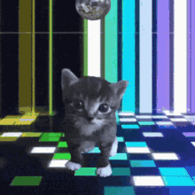 Cat Disco Cat Dancing GIF - Cat Disco Cat Dancing Kitty GIFs