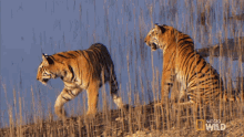 Goodbye Cubs Will Be Cubs GIF - Goodbye Cubs Will Be Cubs Secret Life Of Tigers GIFs