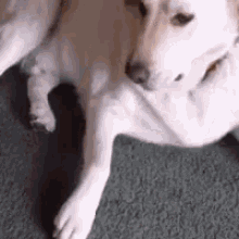 Tatertot Dog GIF - Tatertot Dog Guilty GIFs
