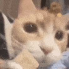 a close up of a cat 's face with a piece of food in its mouth .