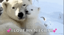 Love Polarbear GIF - Love Polarbear Cuteanimals GIFs