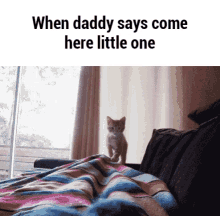 kitten jumping come here daddy calling
