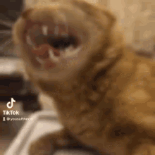 Cat Grimace GIF - Cat Grimace Scrunge GIFs