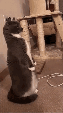 Cats Cute Animals GIF - Cats Cute Animals Funny Animals GIFs