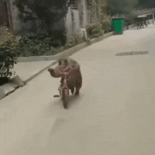 a dog is riding a bike down a street .