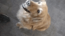 a golden retriever dog is looking up at the camera while sitting on the floor .