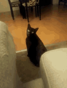 Black Cat GIF - Black Cat Eyeroll GIFs