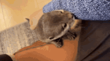 Otter Sniff GIF - Otter Sniff Sniffing GIFs