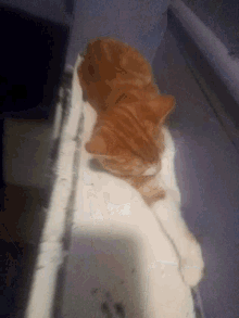 Cat Pet GIF - Cat Pet Sleeping GIFs