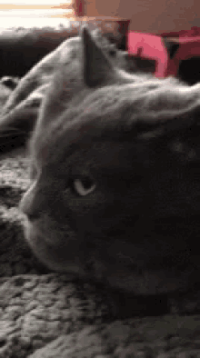 a close up of a gray cat laying on a blanket