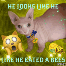 Bingus He Looks Like He Eated A Bees GIF - Bingus He Looks Like He Eated A Bees Cat GIFs