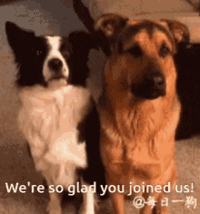 Dog Hug Were So Glad You Joined Us GIF