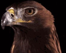 Eagle Stare GIF - Eagle Stare Serious GIFs
