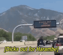 Dicks Out For Harambe Never Forget GIF - Dicks Out For Harambe Never Forget Gorilla GIFs