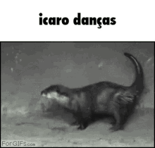 Icaro Icaro Dança GIF - Icaro Icaro Dança Jerusalém GIFs