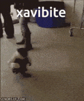 Xavibyte Xavibite GIF