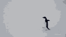 Adelie Penguins Live On Antarctica National Geographic GIF
