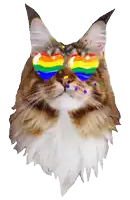a cat wearing a pair of rainbow heart shaped glasses