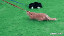 two cats are on a leash in the grass .
