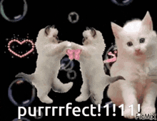 Purr Fect Cat GIF - Purr Fect Purr Cat GIFs